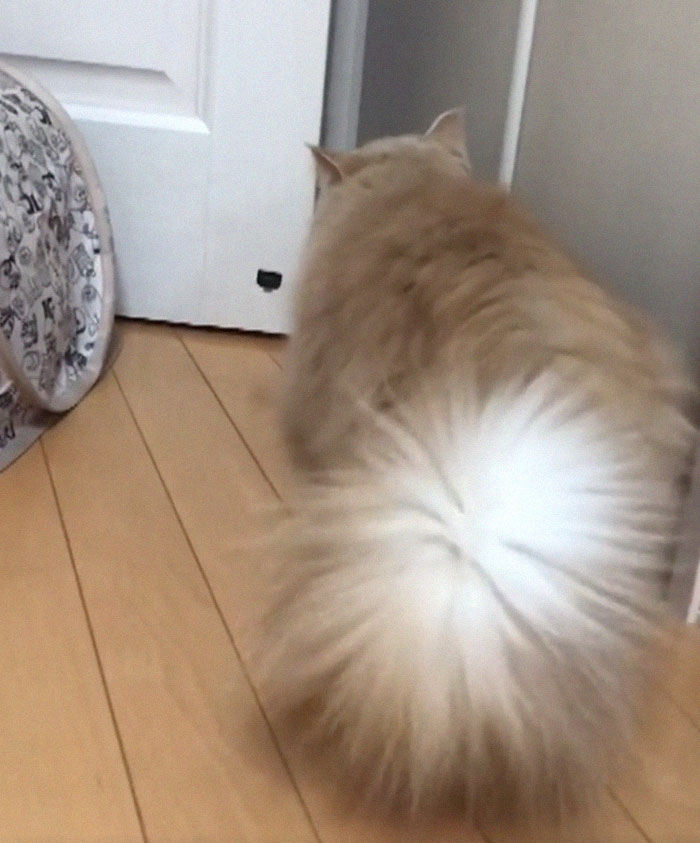 This Cat Has A Majestic Fluffy Tail Just Like A Squirrel This Cat Has A Majestic Fluffy Tail Just Like A Squirrel