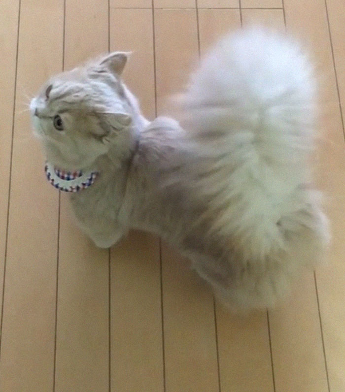 This Cat Has A Majestic Fluffy Tail Just Like A Squirrel This Cat Has A Majestic Fluffy Tail Just Like A Squirrel