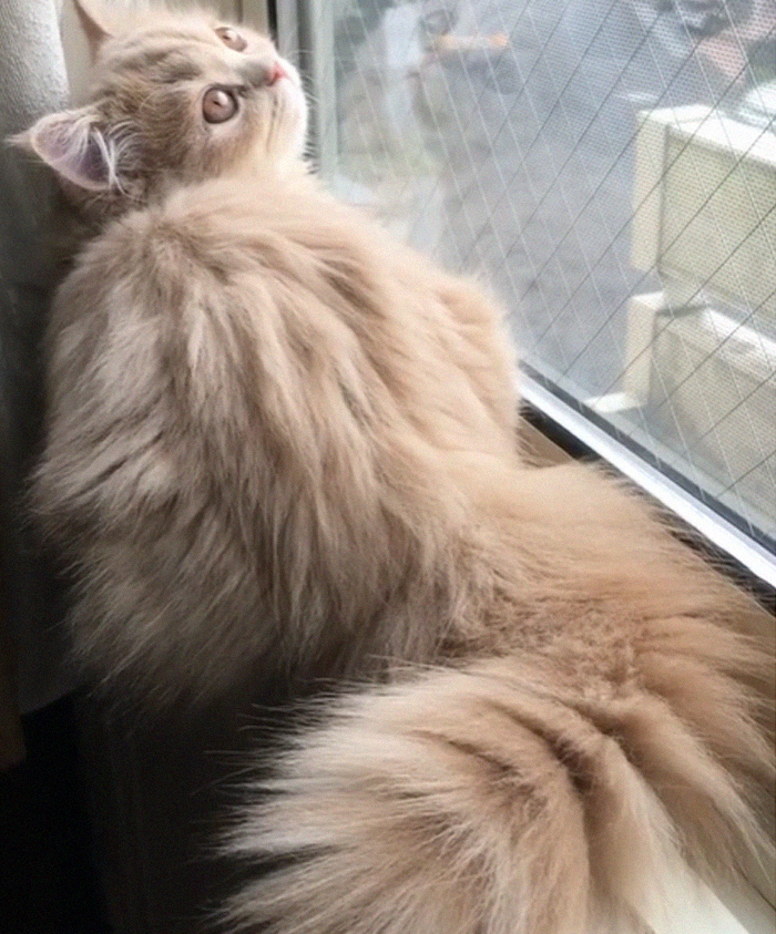 This Cat Has A Majestic Fluffy Tail Just Like A Squirrel This Cat Has A Majestic Fluffy Tail Just Like A Squirrel