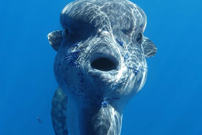 People Are Hysterical Over A Viral Sunfish Rant On Facebook People Are Hysterical Over A Viral Sunfish Rant On Facebook