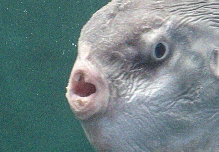 People Are Hysterical Over A Viral Sunfish Rant On Facebook People Are Hysterical Over A Viral Sunfish Rant On Facebook