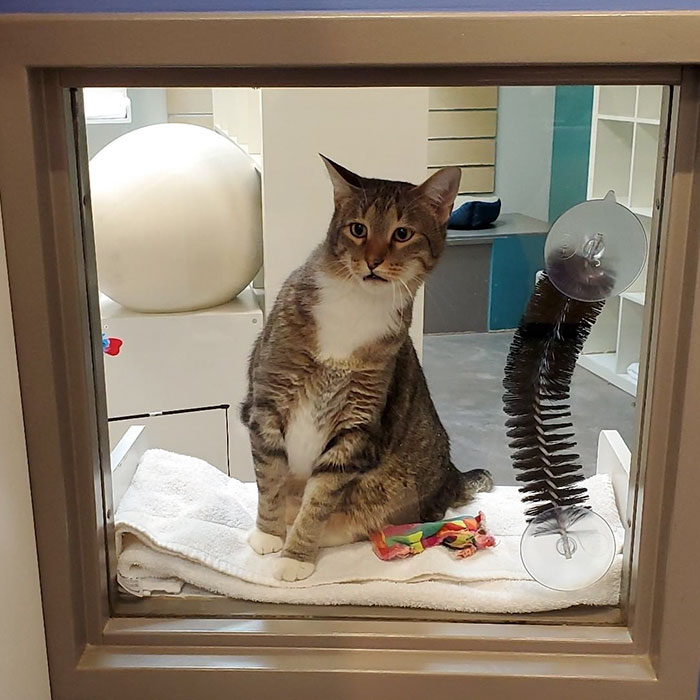 This Cat Was Locked Up In Solitary Confinement For Letting The Other Shelter Cats Out This Cat Was Locked Up In Solitary Confinement For Letting The Other Shelter Cats Out