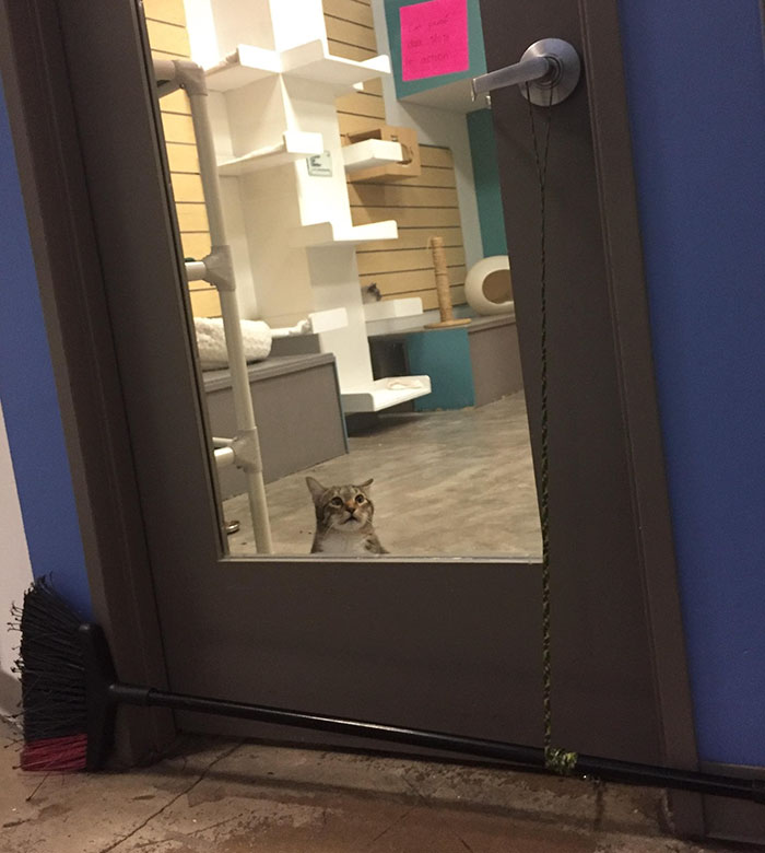 This Cat Was Locked Up In Solitary Confinement For Letting The Other Shelter Cats Out This Cat Was Locked Up In Solitary Confinement For Letting The Other Shelter Cats Out