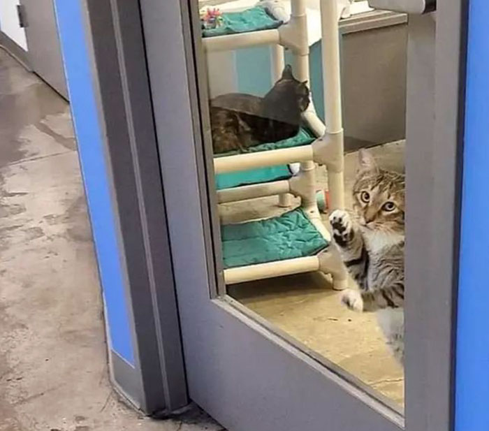 This Cat Was Locked Up In Solitary Confinement For Letting The Other Shelter Cats Out This Cat Was Locked Up In Solitary Confinement For Letting The Other Shelter Cats Out