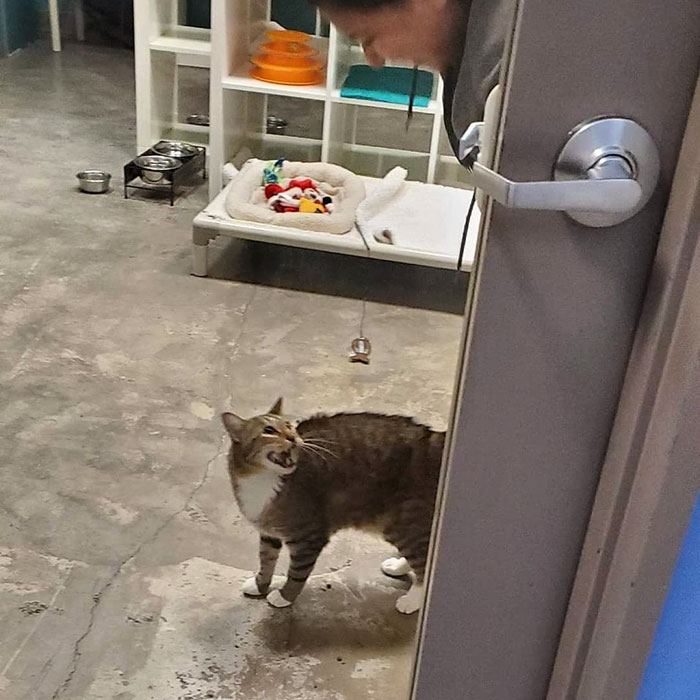 This Cat Was Locked Up In Solitary Confinement For Letting The Other Shelter Cats Out This Cat Was Locked Up In Solitary Confinement For Letting The Other Shelter Cats Out