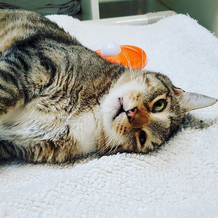 This Cat Was Locked Up In Solitary Confinement For Letting The Other Shelter Cats Out This Cat Was Locked Up In Solitary Confinement For Letting The Other Shelter Cats Out