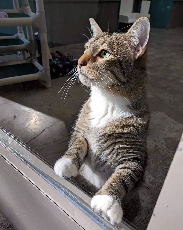 This Cat Was Locked Up In Solitary Confinement For Letting The Other Shelter Cats Out This Cat Was Locked Up In Solitary Confinement For Letting The Other Shelter Cats Out