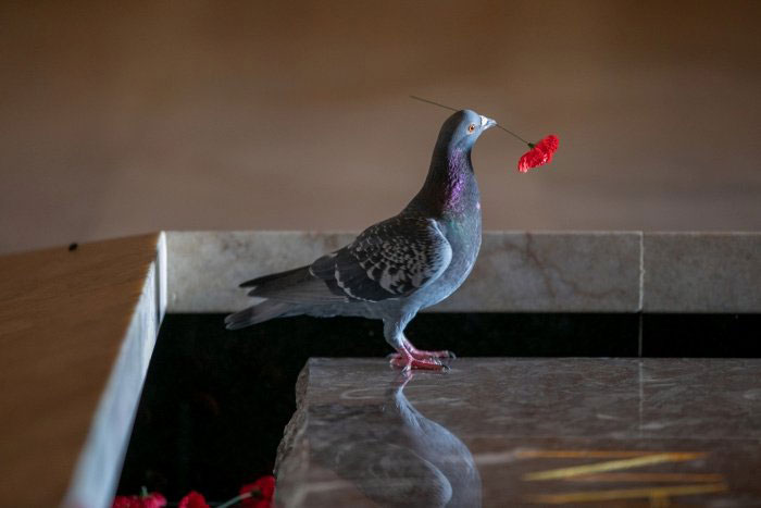 Pigeon Builds A Nest After Stealing Poppies From An Unknown Soldier’s Grave Pigeon Builds A Nest After Stealing Poppies From An Unknown Soldier’s Grave