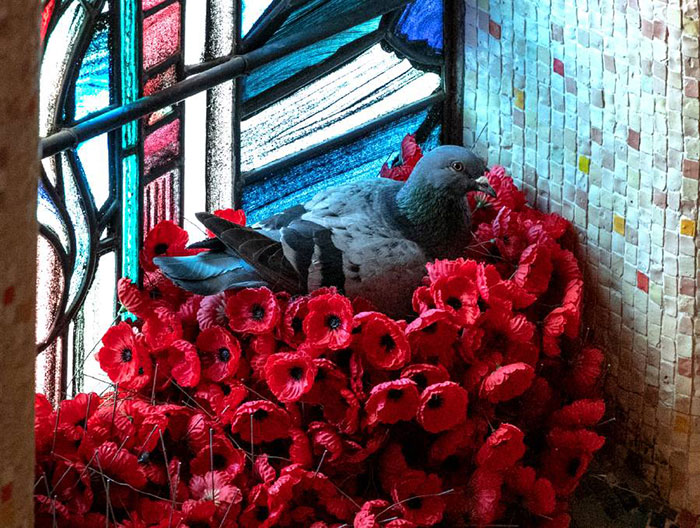 Pigeon Builds A Nest After Stealing Poppies From An Unknown Soldier’s Grave Pigeon Builds A Nest After Stealing Poppies From An Unknown Soldier’s Grave