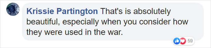 Pigeon Builds A Nest After Stealing Poppies From An Unknown Soldier’s Grave Pigeon Builds A Nest After Stealing Poppies From An Unknown Soldier’s Grave