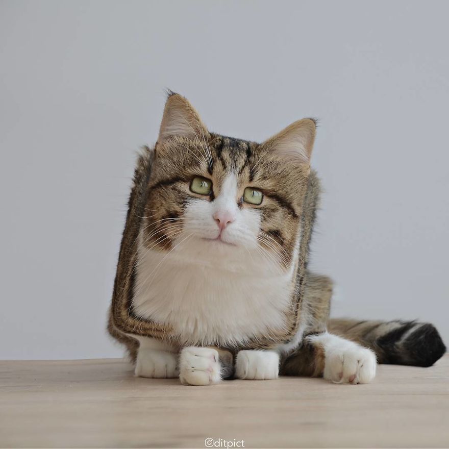 Indonesian Digital Artist Aditya Aryanto Photoshops Animals Into Surreal, Silly, And Unexpected Situations (50 Pics)