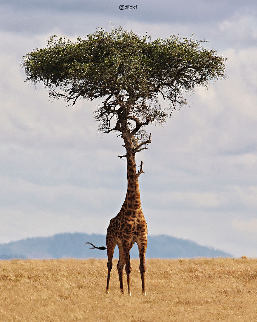 Indonesian Digital Artist Aditya Aryanto Photoshops Animals Into Surreal, Silly, And Unexpected Situations (50 Pics)