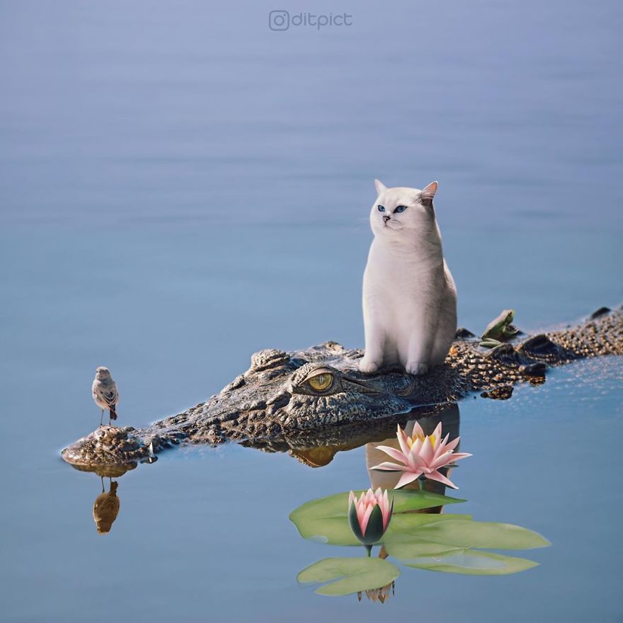 Indonesian Digital Artist Aditya Aryanto Photoshops Animals Into Surreal, Silly, And Unexpected Situations (50 Pics)