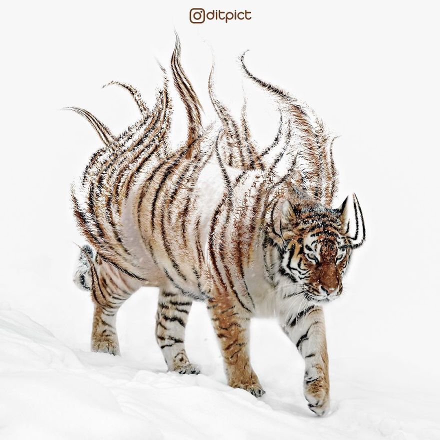 Indonesian Digital Artist Aditya Aryanto Photoshops Animals Into Surreal, Silly, And Unexpected Situations (50 Pics)