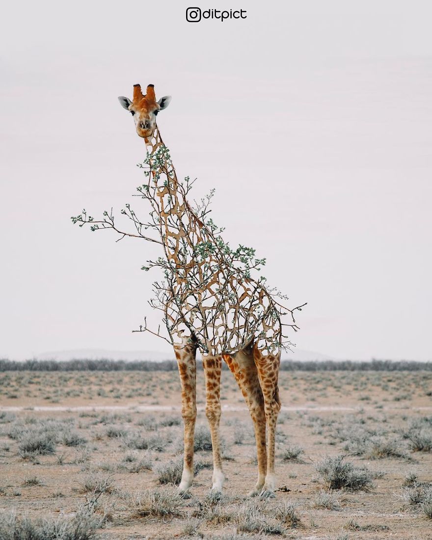 Indonesian Digital Artist Aditya Aryanto Photoshops Animals Into Surreal, Silly, And Unexpected Situations (50 Pics)