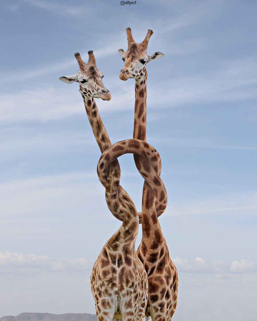 Indonesian Digital Artist Aditya Aryanto Photoshops Animals Into Surreal, Silly, And Unexpected Situations (50 Pics)