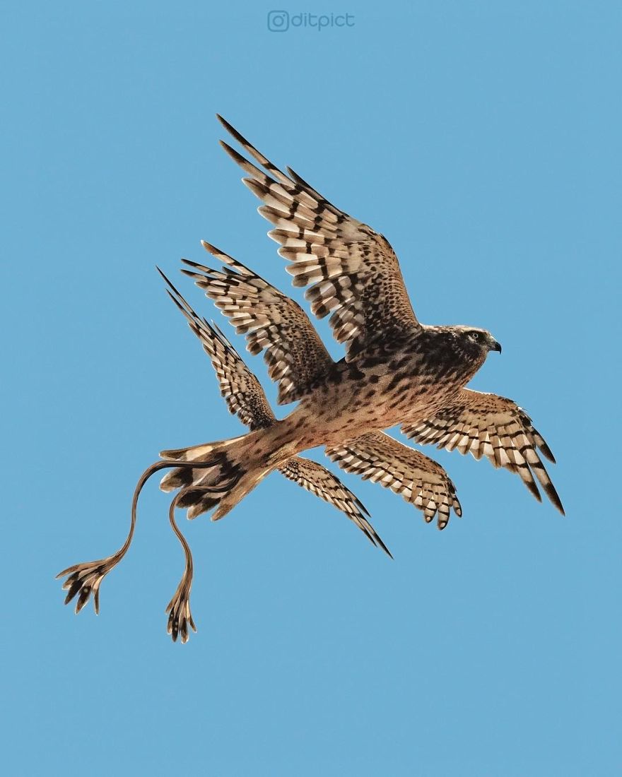 Indonesian Digital Artist Aditya Aryanto Photoshops Animals Into Surreal, Silly, And Unexpected Situations (50 Pics)