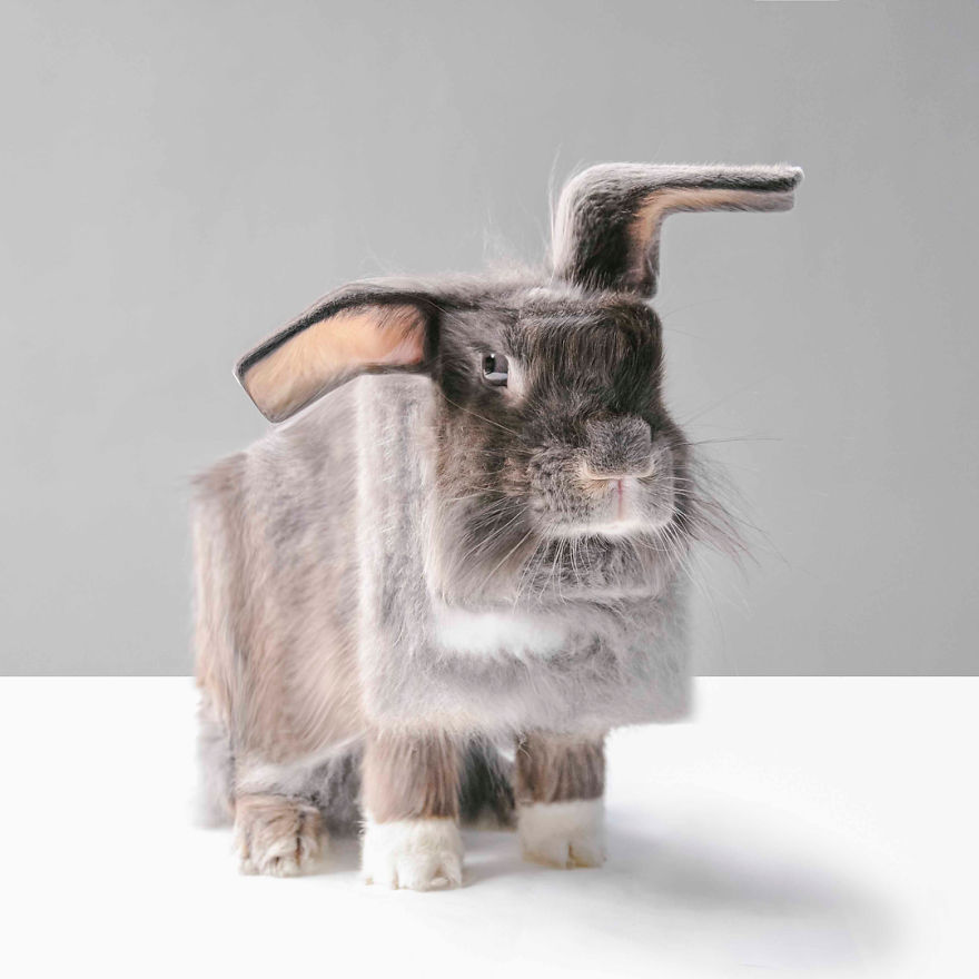 Indonesian Digital Artist Aditya Aryanto Photoshops Animals Into Surreal, Silly, And Unexpected Situations (50 Pics)