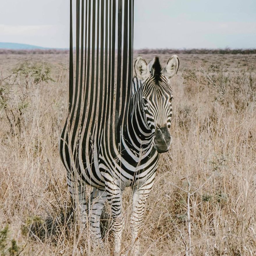 Indonesian Digital Artist Aditya Aryanto Photoshops Animals Into Surreal, Silly, And Unexpected Situations (50 Pics)