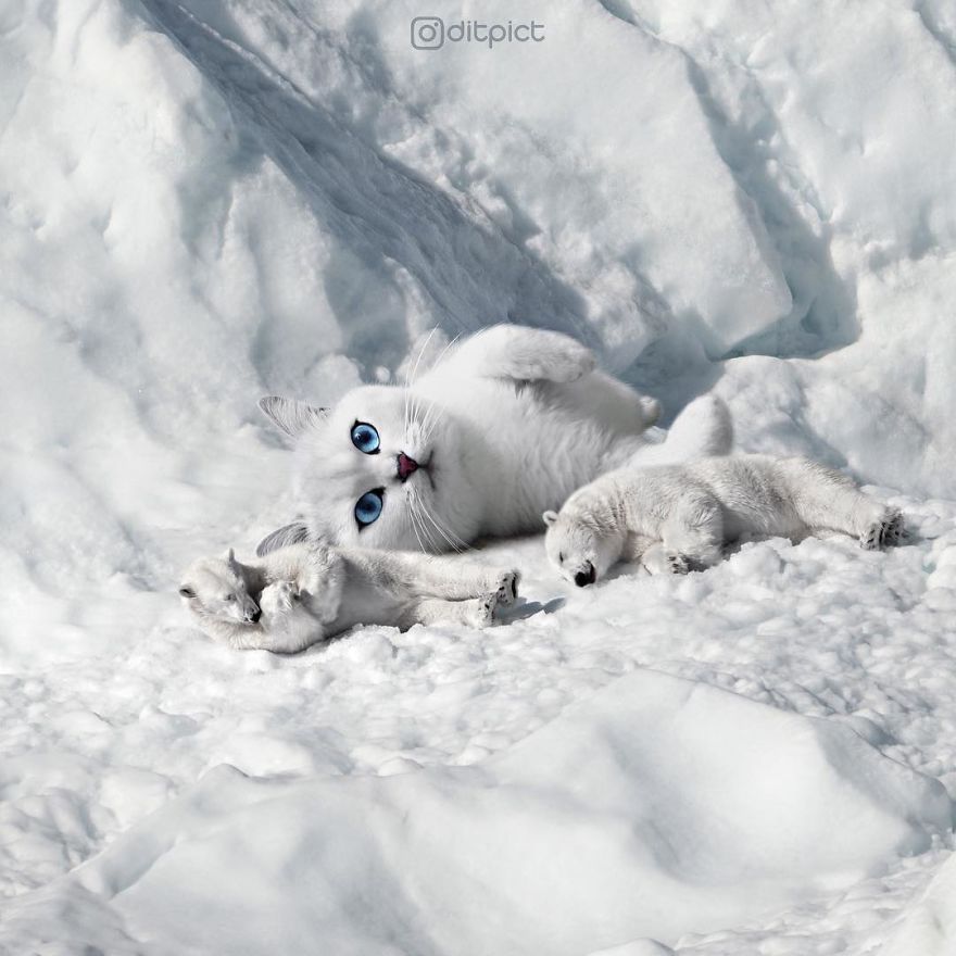 Indonesian Digital Artist Aditya Aryanto Photoshops Animals Into Surreal, Silly, And Unexpected Situations (50 Pics)