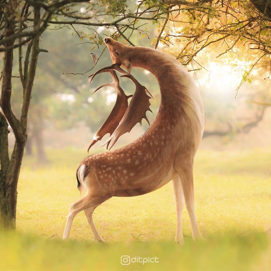 Indonesian Digital Artist Aditya Aryanto Photoshops Animals Into Surreal, Silly, And Unexpected Situations (50 Pics)