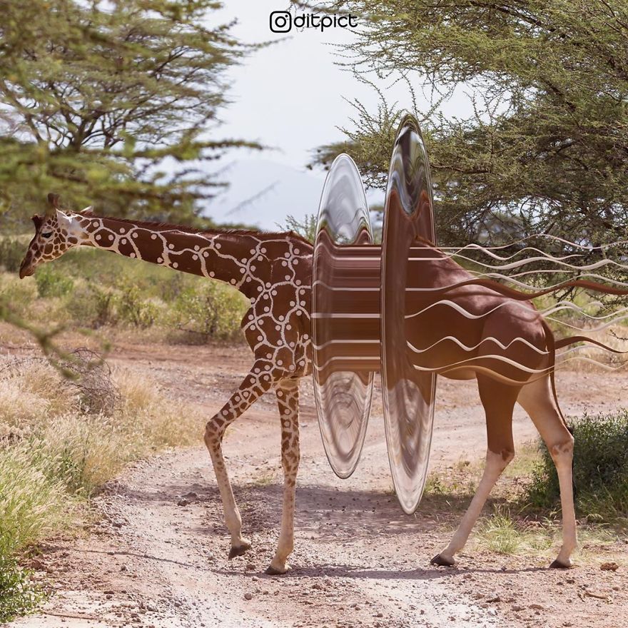 Indonesian Digital Artist Aditya Aryanto Photoshops Animals Into Surreal, Silly, And Unexpected Situations (50 Pics)