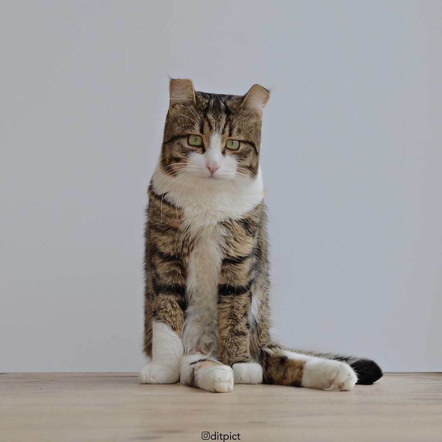 Indonesian Digital Artist Aditya Aryanto Photoshops Animals Into Surreal, Silly, And Unexpected Situations (50 Pics)