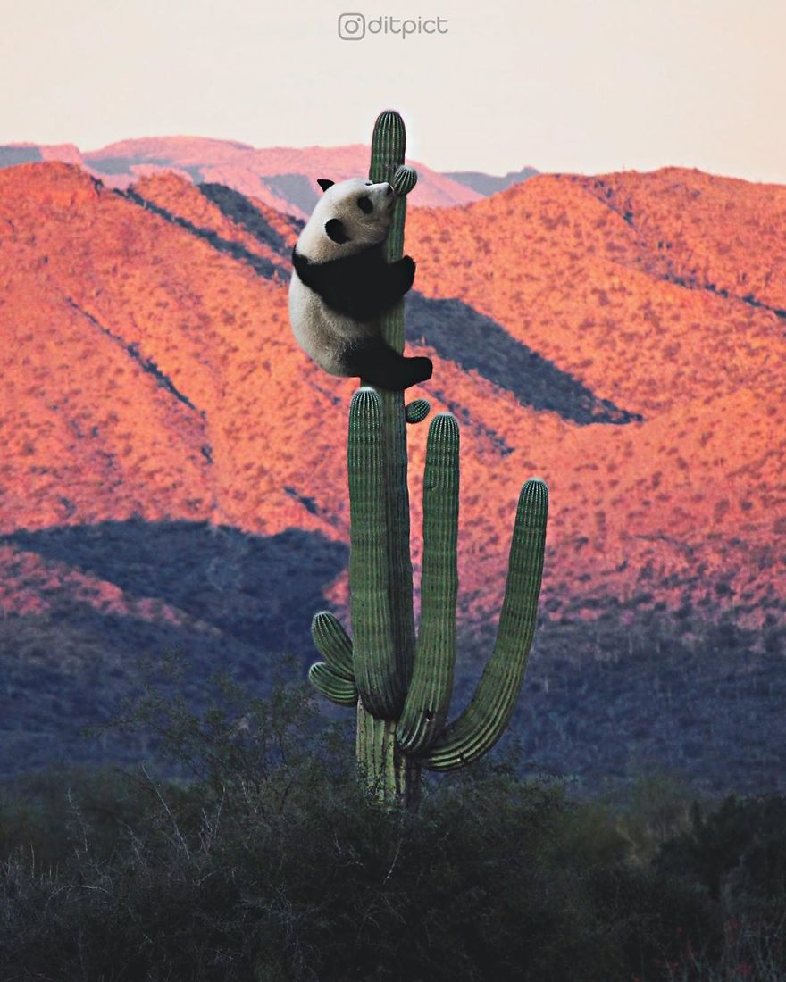 Indonesian Digital Artist Aditya Aryanto Photoshops Animals Into Surreal, Silly, And Unexpected Situations (50 Pics)