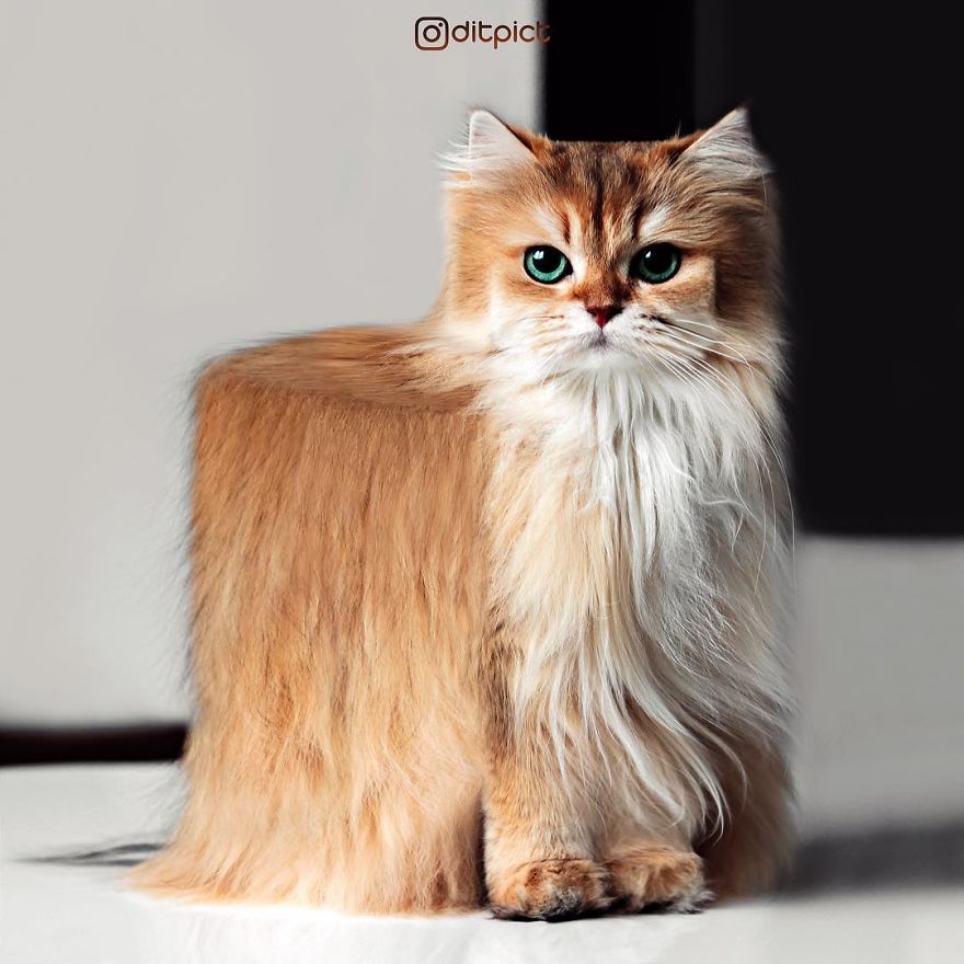 Indonesian Digital Artist Aditya Aryanto Photoshops Animals Into Surreal, Silly, And Unexpected Situations (50 Pics)