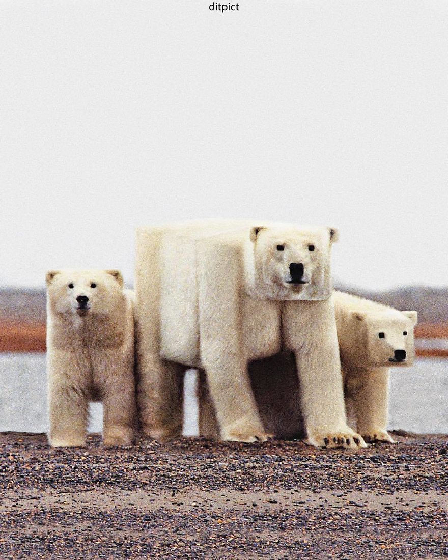 Indonesian Digital Artist Aditya Aryanto Photoshops Animals Into Surreal, Silly, And Unexpected Situations (50 Pics)