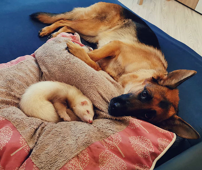 Meet Nova The German Shepherd And Pacco The Ferret, That Are The Unlikeliest Of Best Buds (28 Pics) Meet Nova The German Shepherd And Pacco The Ferret, That Are The Unlikeliest Of Best Buds (28 Pics)