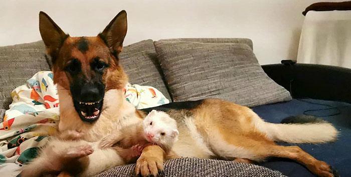 Meet Nova The German Shepherd And Pacco The Ferret, That Are The Unlikeliest Of Best Buds (28 Pics) Meet Nova The German Shepherd And Pacco The Ferret, That Are The Unlikeliest Of Best Buds (28 Pics)