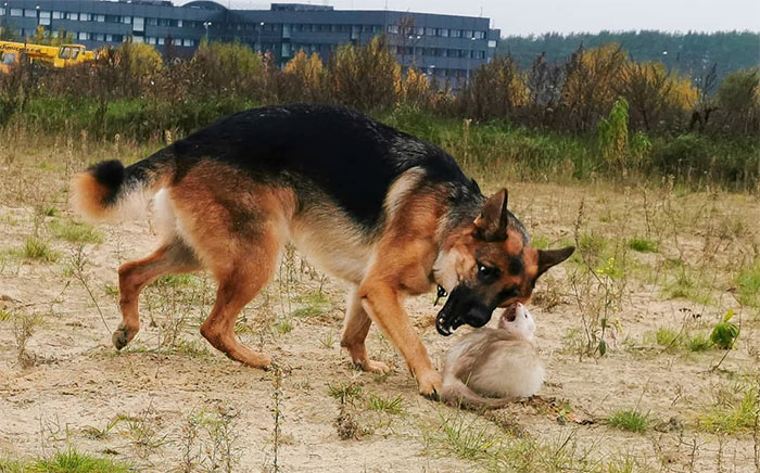 Meet Nova The German Shepherd And Pacco The Ferret, That Are The Unlikeliest Of Best Buds (28 Pics) Meet Nova The German Shepherd And Pacco The Ferret, That Are The Unlikeliest Of Best Buds (28 Pics)