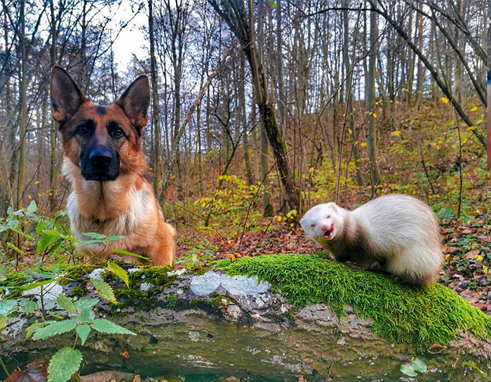 Meet Nova The German Shepherd And Pacco The Ferret, That Are The Unlikeliest Of Best Buds (28 Pics) Meet Nova The German Shepherd And Pacco The Ferret, That Are The Unlikeliest Of Best Buds (28 Pics)