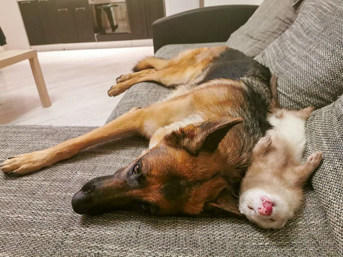 Meet Nova The German Shepherd And Pacco The Ferret, That Are The Unlikeliest Of Best Buds (28 Pics) Meet Nova The German Shepherd And Pacco The Ferret, That Are The Unlikeliest Of Best Buds (28 Pics)