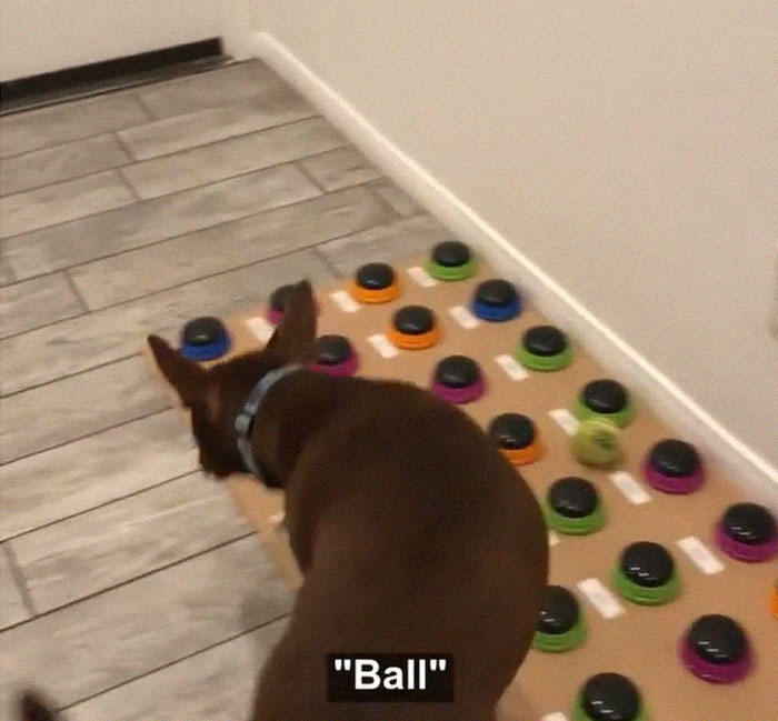 “Happy Ball Want Outside:” Dog Learns To Talk Using A Word Machine, Already Knows 29 Words “Happy Ball Want Outside:” Dog Learns To Talk Using A Word Machine, Already Knows 29 Words