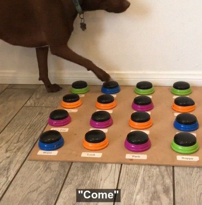 “Happy Ball Want Outside:” Dog Learns To Talk Using A Word Machine, Already Knows 29 Words “Happy Ball Want Outside:” Dog Learns To Talk Using A Word Machine, Already Knows 29 Words
