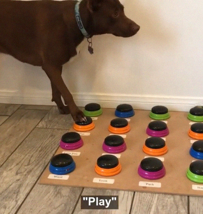 “Happy Ball Want Outside:” Dog Learns To Talk Using A Word Machine, Already Knows 29 Words “Happy Ball Want Outside:” Dog Learns To Talk Using A Word Machine, Already Knows 29 Words
