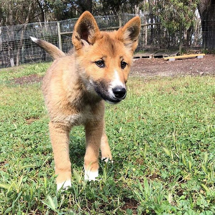 This Puppy Gets Dropped By A Bird Of Prey, Turns Out He&#8217;s A Purebred Endangered Dingo