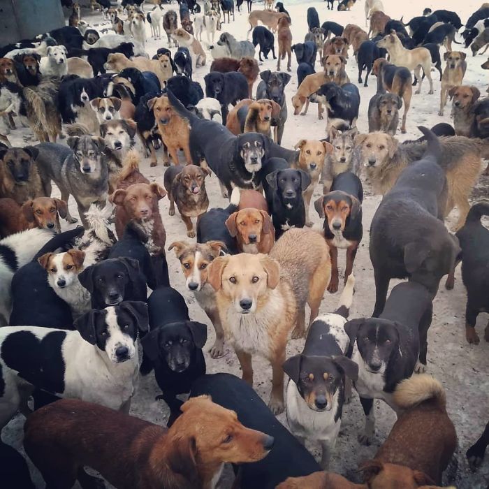 Guy Takes In Pups That No One Wants, Runs A Shelter With 750 Dogs Guy Takes In Pups That No One Wants, Runs A Shelter With 750 Dogs