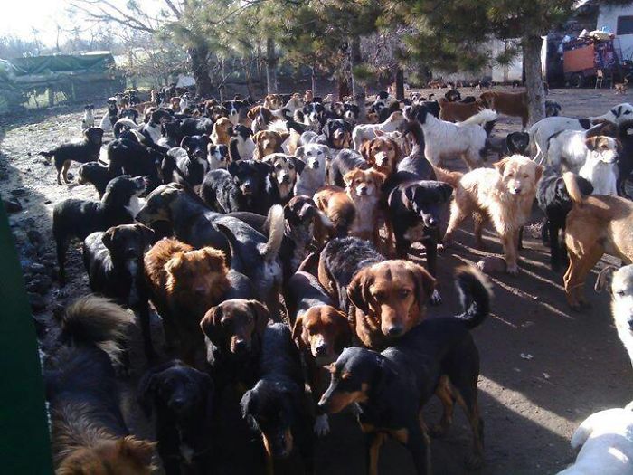 Guy Takes In Pups That No One Wants, Runs A Shelter With 750 Dogs Guy Takes In Pups That No One Wants, Runs A Shelter With 750 Dogs