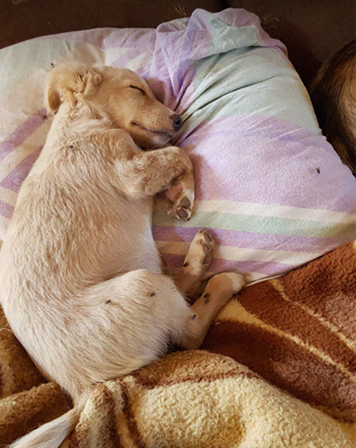 Guy Takes In Pups That No One Wants, Runs A Shelter With 750 Dogs Guy Takes In Pups That No One Wants, Runs A Shelter With 750 Dogs