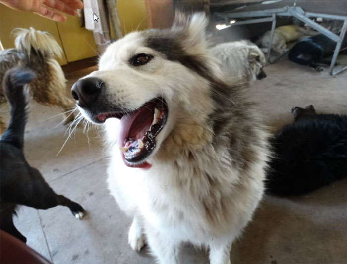 Guy Takes In Pups That No One Wants, Runs A Shelter With 750 Dogs Guy Takes In Pups That No One Wants, Runs A Shelter With 750 Dogs