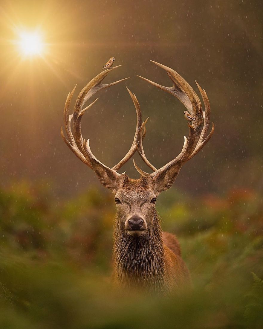 My 38 New Surreal Images That I Created To Raise Awareness About Speciesism My 38 New Surreal Images That I Created To Raise Awareness About Speciesism