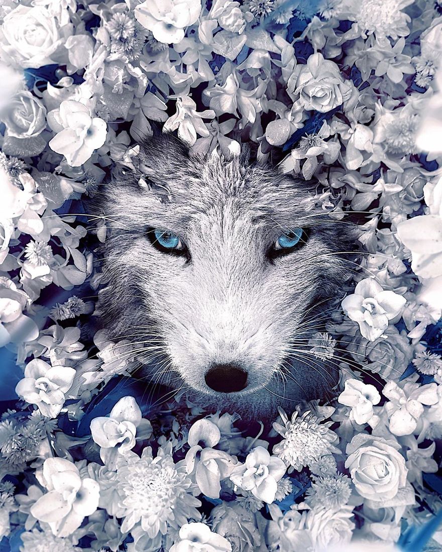 My 38 New Surreal Images That I Created To Raise Awareness About Speciesism My 38 New Surreal Images That I Created To Raise Awareness About Speciesism