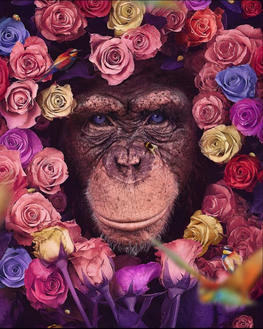 My 38 New Surreal Images That I Created To Raise Awareness About Speciesism My 38 New Surreal Images That I Created To Raise Awareness About Speciesism