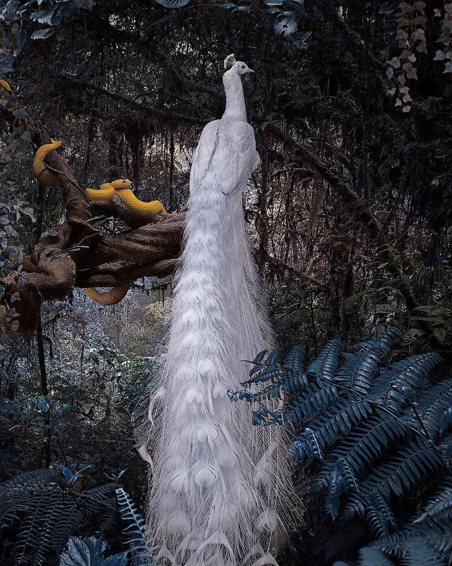 My 38 New Surreal Images That I Created To Raise Awareness About Speciesism My 38 New Surreal Images That I Created To Raise Awareness About Speciesism