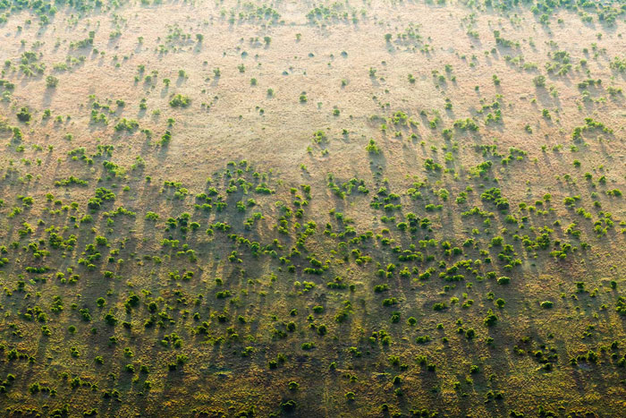 Over 20 Countries Started Building The “Great Green Wall” To Stop Climate Change & Poverty Over 20 Countries Started Building The “Great Green Wall” To Stop Climate Change & Poverty
