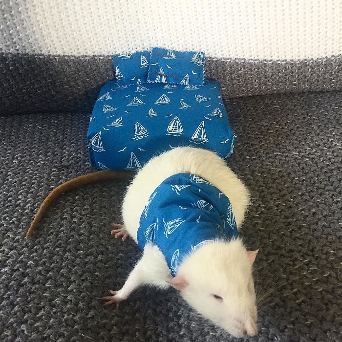 This Woman Makes Mattresses For Rats As Well As Matching Pajamas, And They’re Adorable This Woman Makes Mattresses For Rats As Well As Matching Pajamas, And They’re Adorable