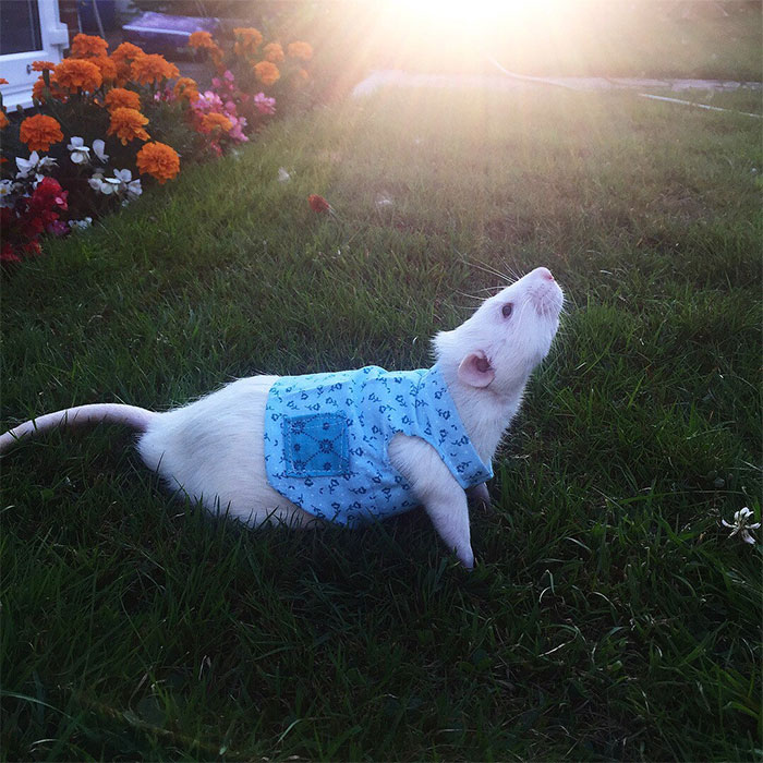 This Woman Makes Mattresses For Rats As Well As Matching Pajamas, And They’re Adorable This Woman Makes Mattresses For Rats As Well As Matching Pajamas, And They’re Adorable